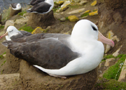 link to black-browed albatross